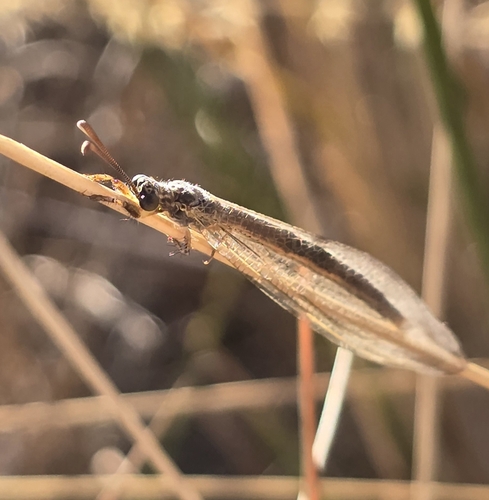 Distoleon bistrigatus observed 2026-02-14