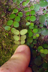 Metrosideros carminea