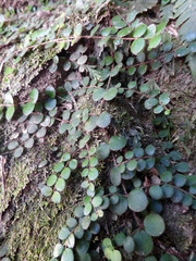 Metrosideros carminea