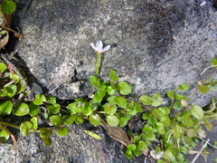 Epilobium nerteroides