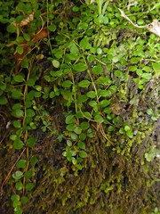 Epilobium nerteroides
