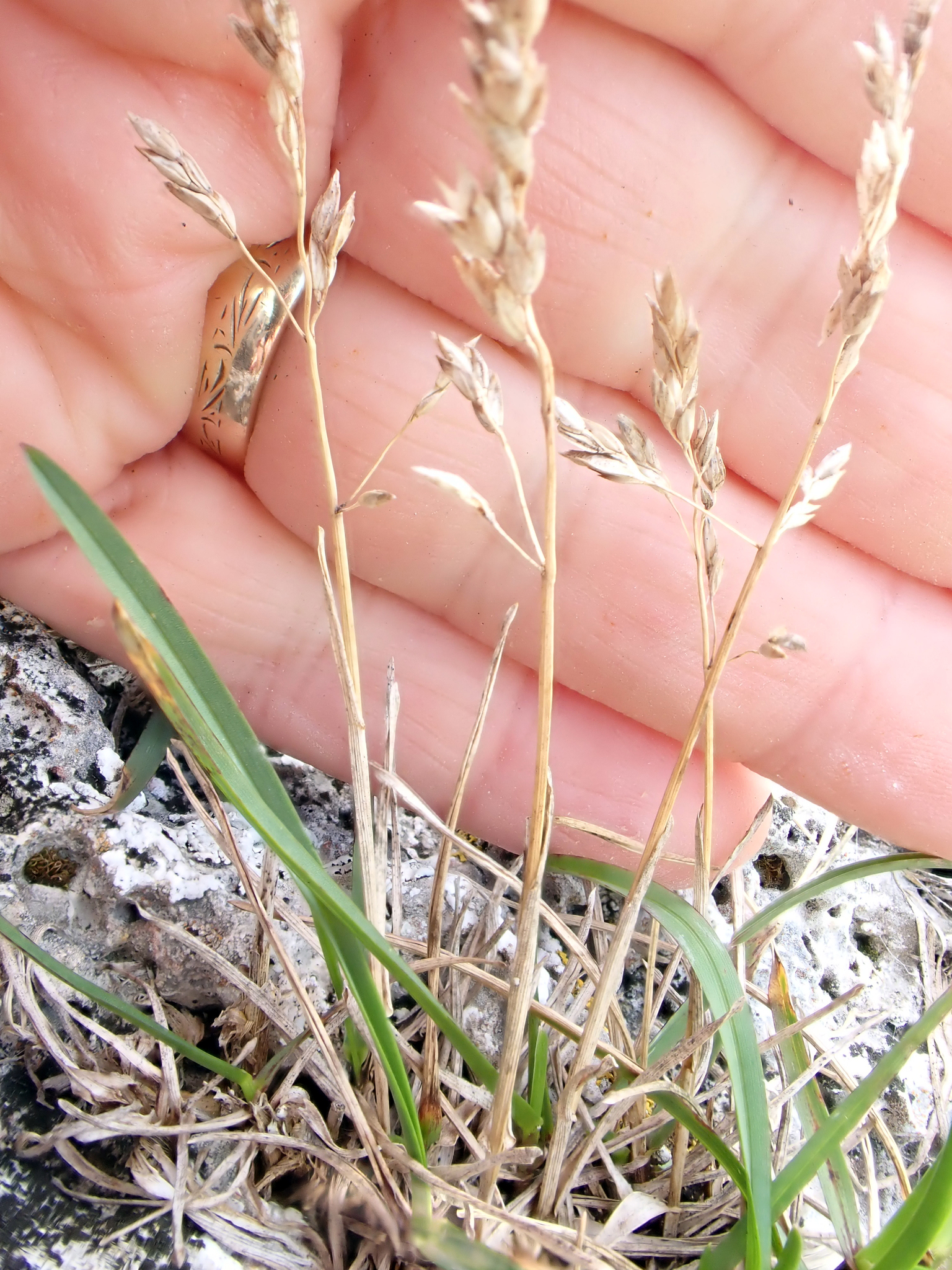 Smooth Meadow-Grass (Poa pratensis)