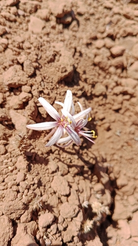 Traubia modesta, photograph 5
