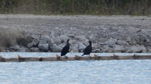 Double-crested Cormorant