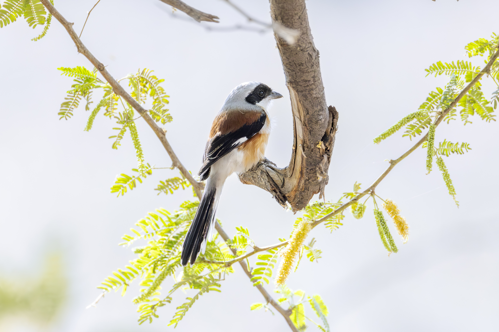 Bay-backed Shrike (Lanius vittatus), photo 10