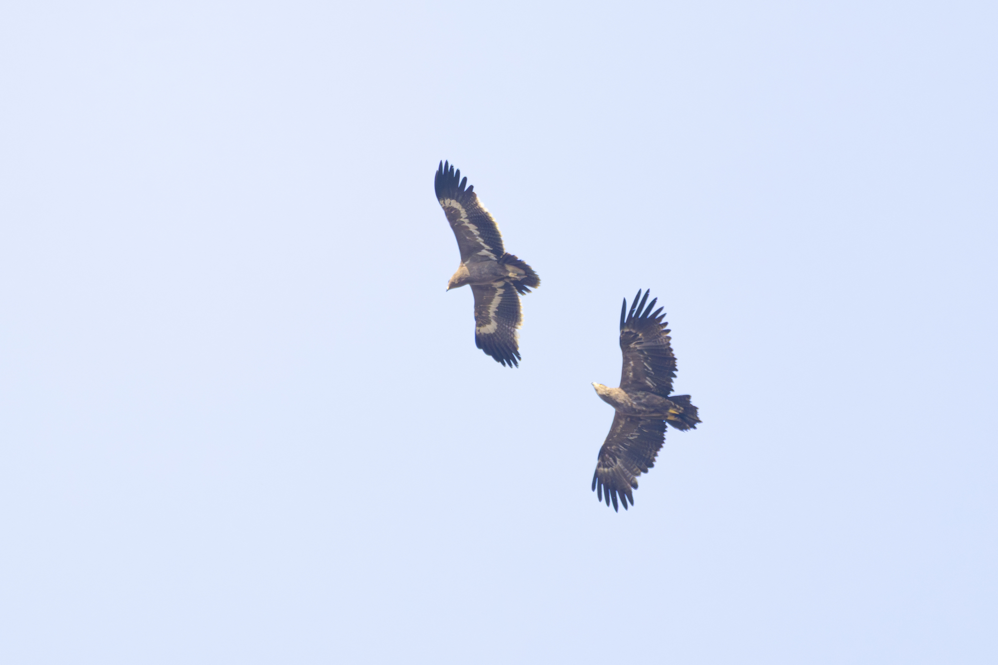 Steppe Eagle (Aquila nipalensis), photo 9