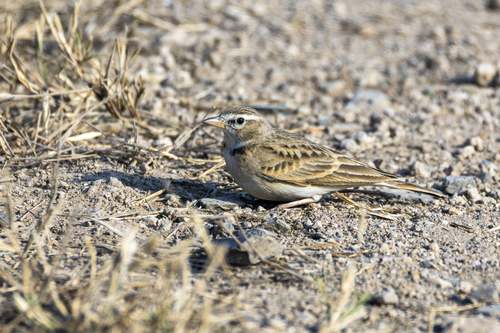 Hume's Short-toed Lark (Calandrella acutirostris)