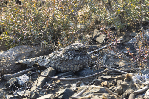 Savanna Nightjar (Caprimulgus affinis), photo 3