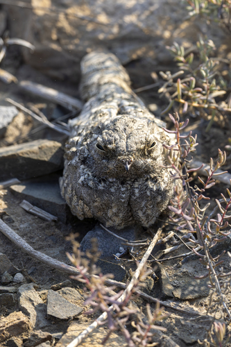 Savanna Nightjar (Caprimulgus affinis), photo 4
