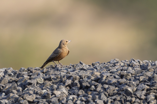 Rufous-tailed Lark (Ammomanes phoenicura), photo 2