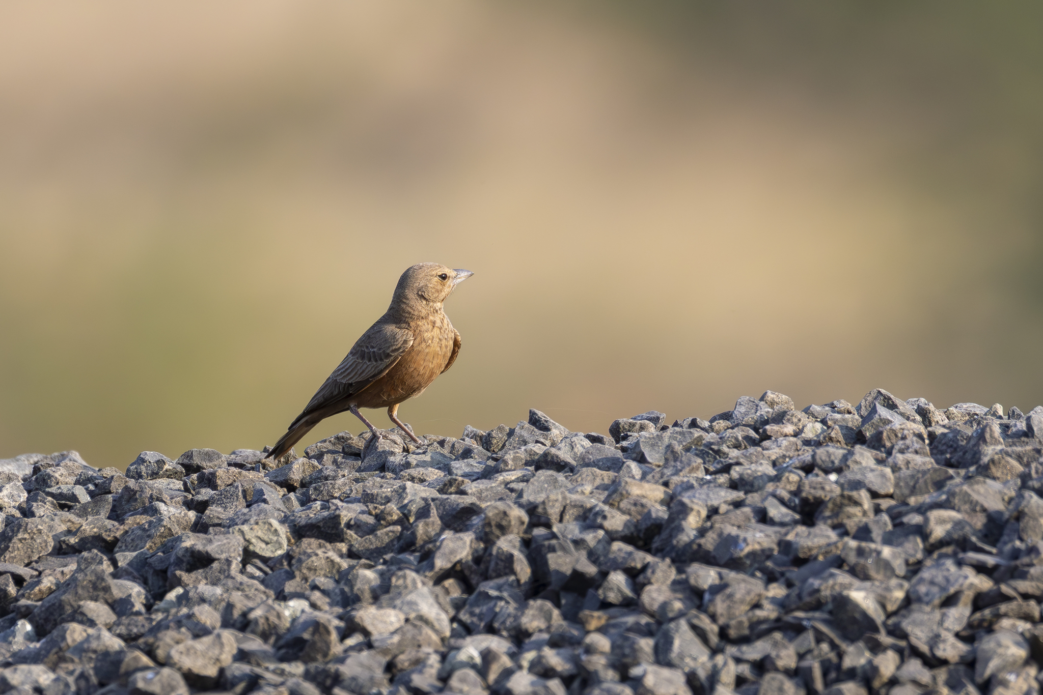 Rufous-tailed Lark (Ammomanes phoenicura), photo 2
