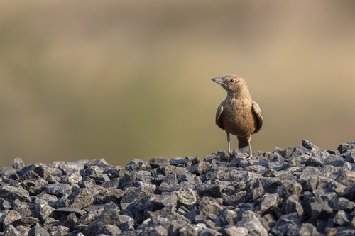 Rufous-tailed Lark (Ammomanes phoenicura)
