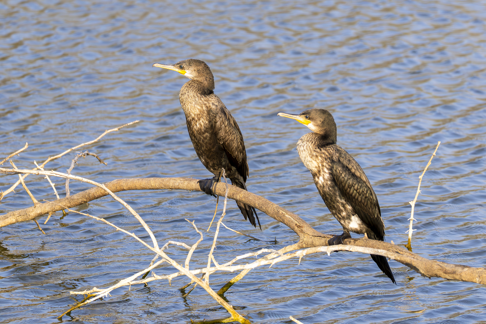 Indian Cormorant (Phalacrocorax fuscicollis), photo 3