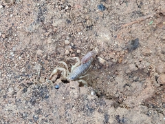 Paravaejovis spinigerus