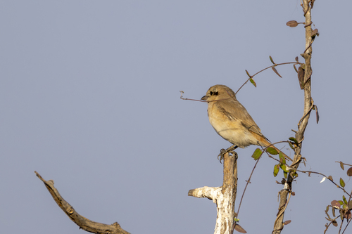 Isabelline Shrike (Lanius isabellinus)