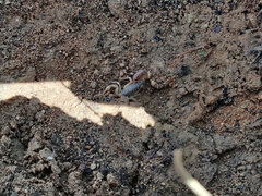 Paravaejovis spinigerus