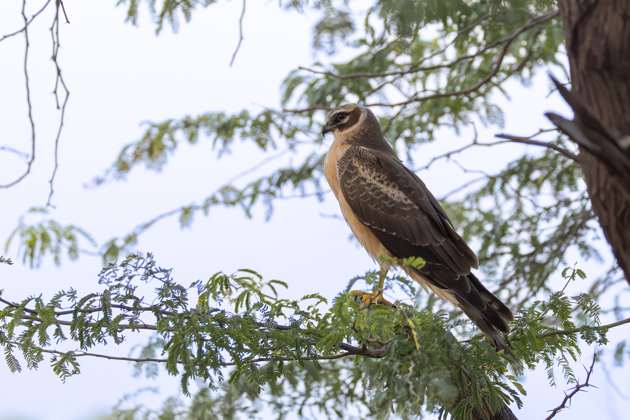 Pallid Harrier (Circus macrourus), photo 4