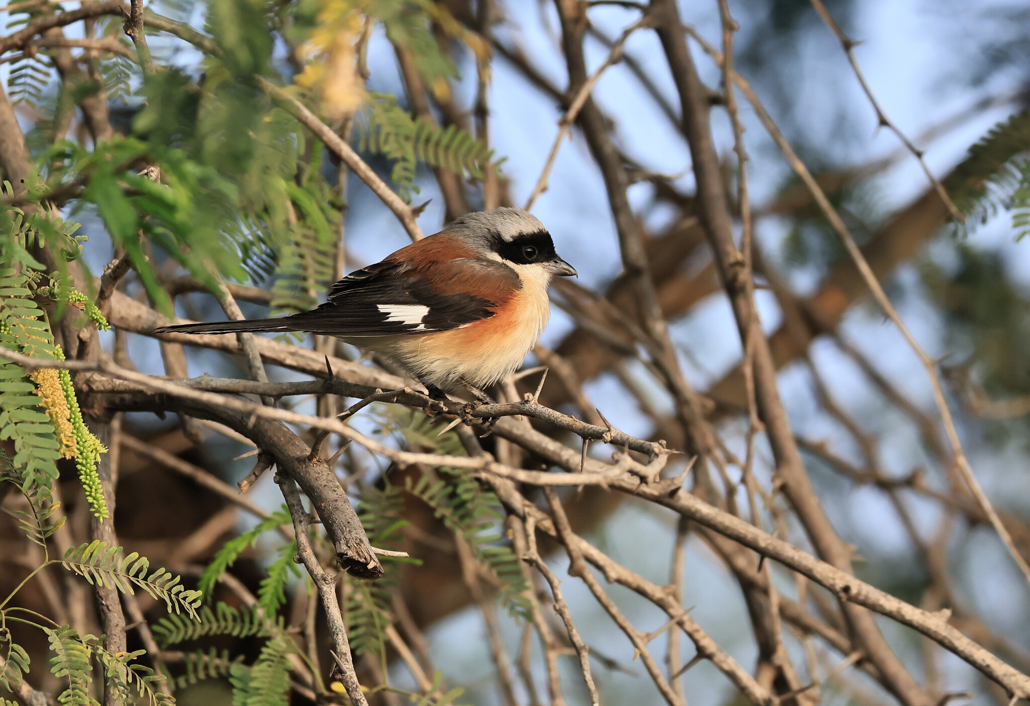 Bay-backed Shrike (Lanius vittatus), photo 8