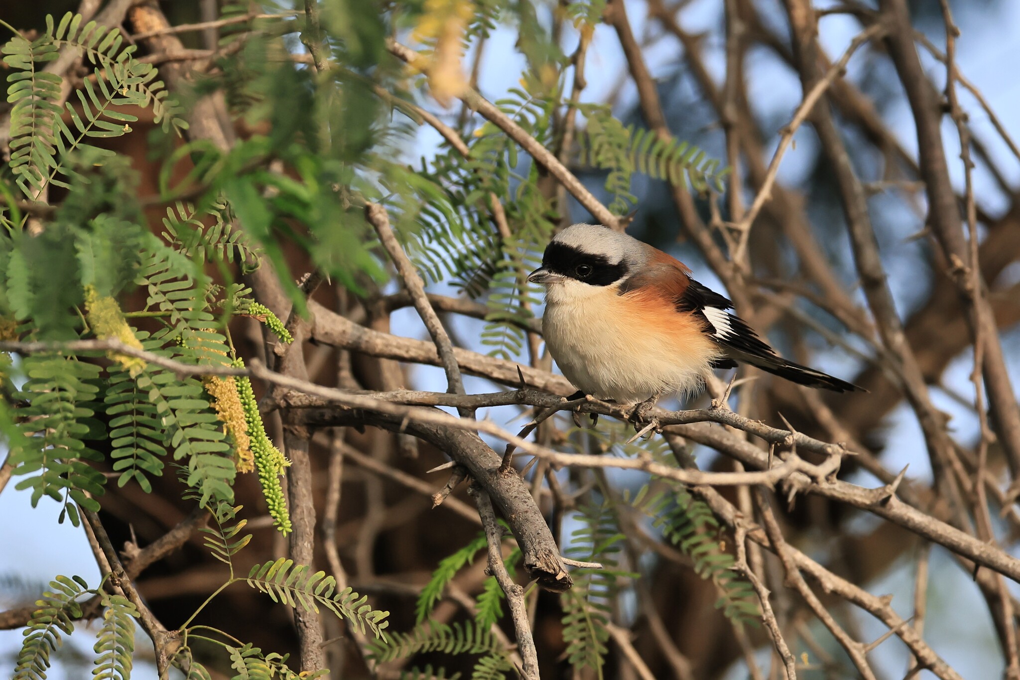 Bay-backed Shrike (Lanius vittatus), photo 9