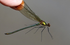 Calopteryx amata
