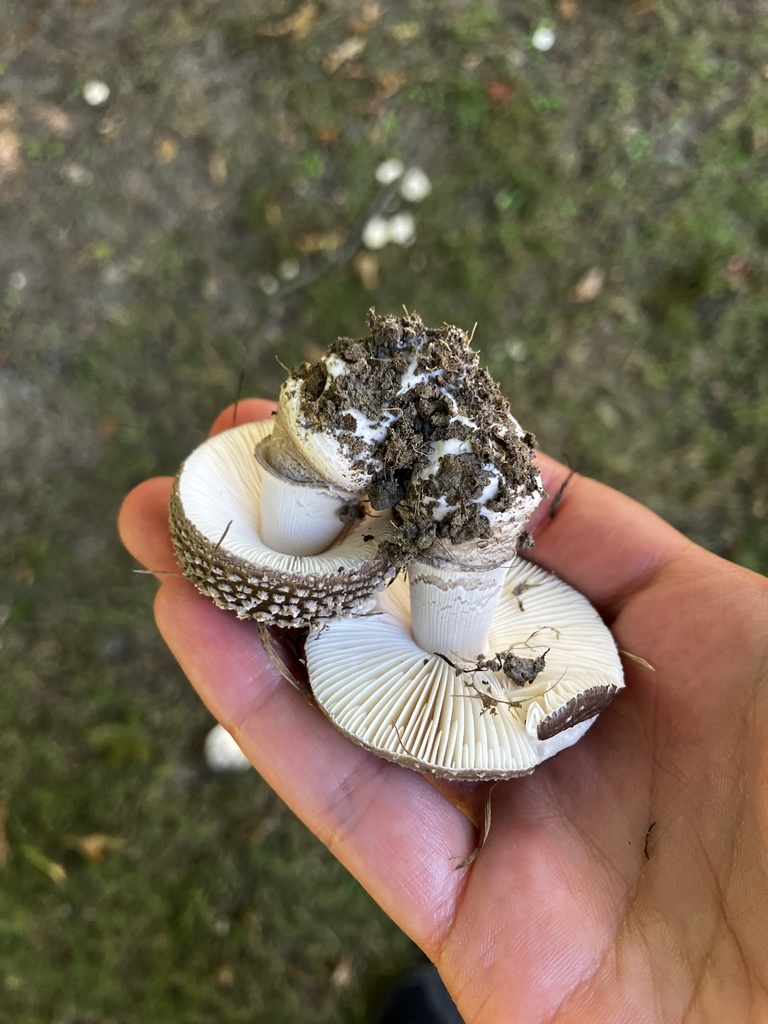 Amanita excelsa spissa · February 2026 · photo: © mikoikoi (iNaturalist, cc0)