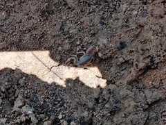 Paravaejovis spinigerus