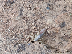 Paravaejovis spinigerus