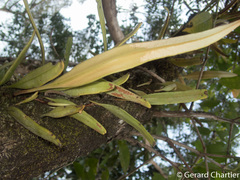 Pyrrosia longifolia