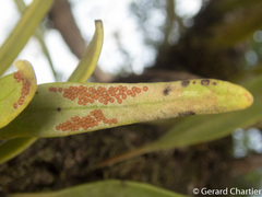 Pyrrosia longifolia