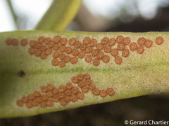 Pyrrosia longifolia