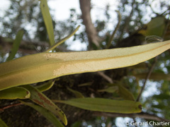 Pyrrosia longifolia