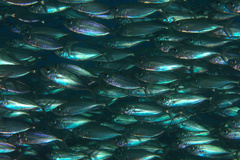Selar crumenophthalmus