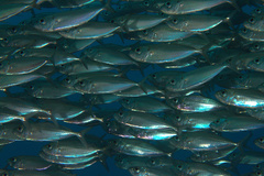 Selar crumenophthalmus