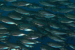 Selar crumenophthalmus