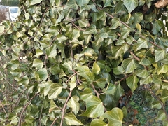 Hedera helix