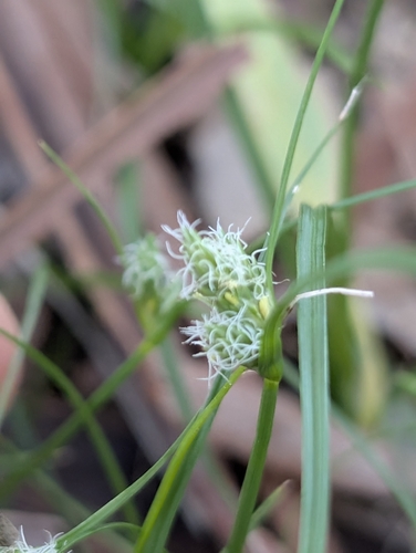 Knob Sedge (Carex inversa)