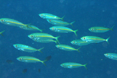 Selaroides leptolepis