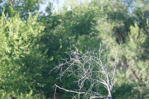 Cinnamon-breasted Bunting (Emberiza tahapisi), photo 2