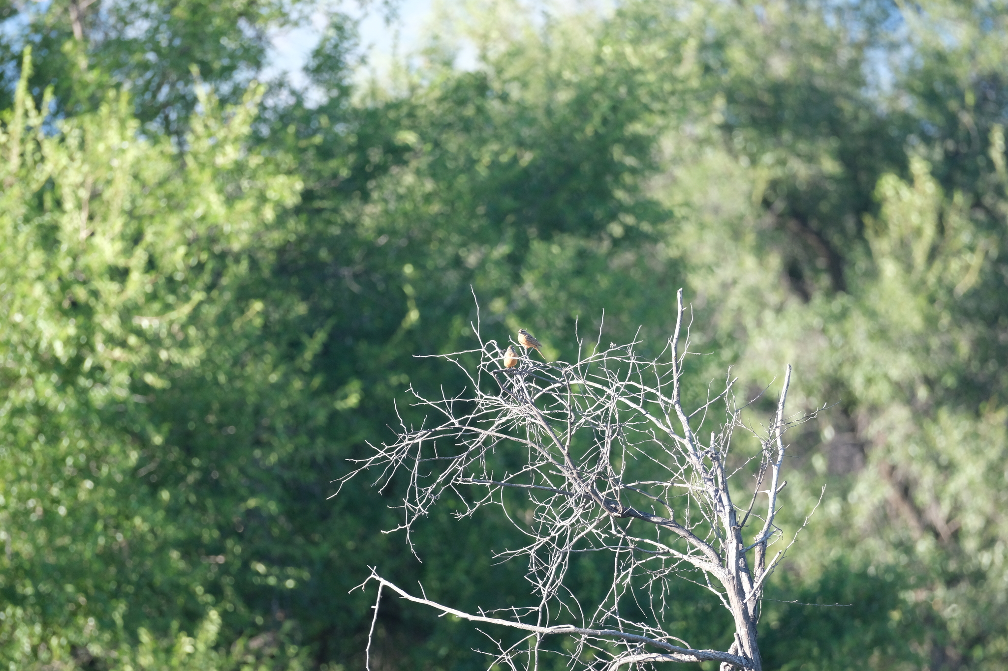 Cinnamon-breasted Bunting (Emberiza tahapisi), photo 2