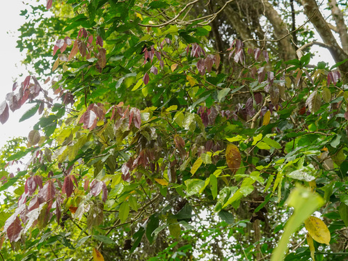 Archidendron jiringa, photograph 1
