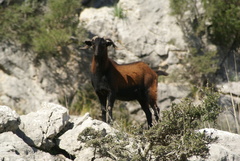 Capra hircus hircus