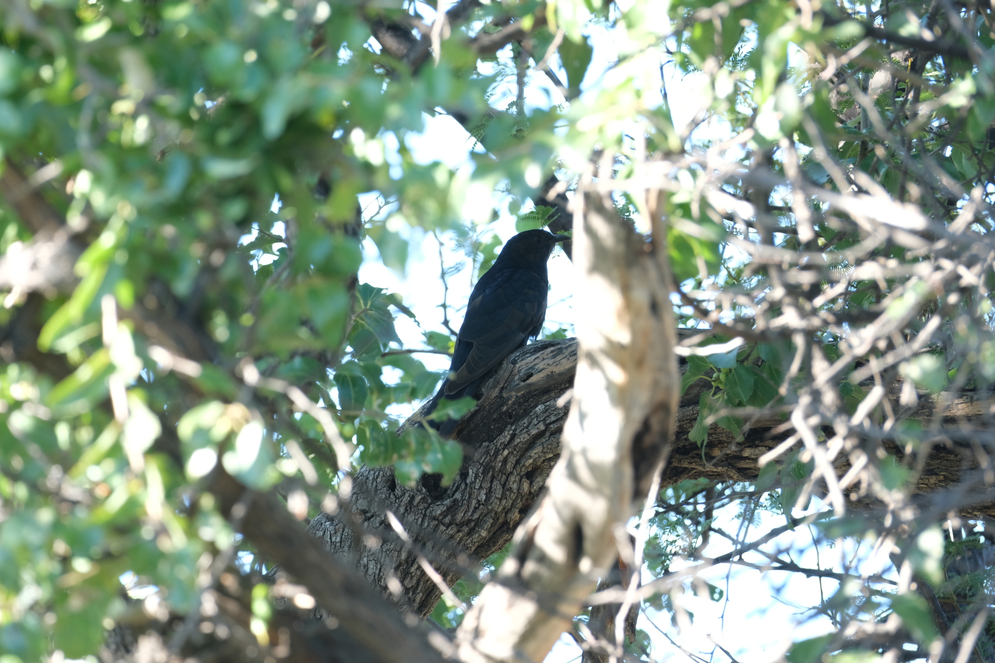 Black Cuckoo (Cuculus clamosus), photo 5