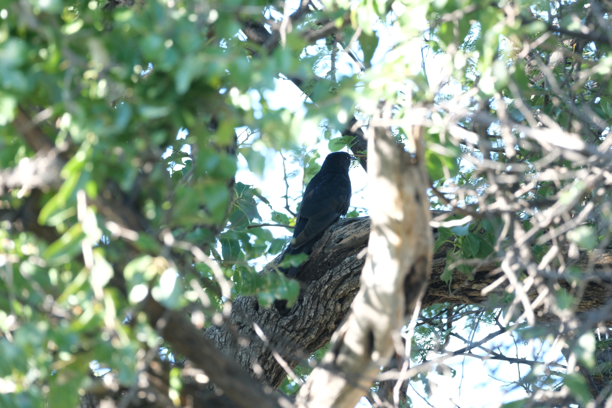 Black Cuckoo (Cuculus clamosus), photo 1