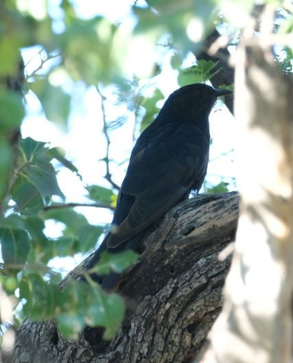Black Cuckoo (Cuculus clamosus), photo 2