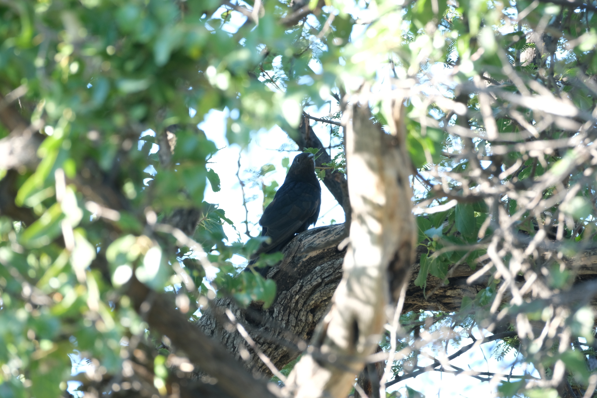 Black Cuckoo (Cuculus clamosus), photo 6