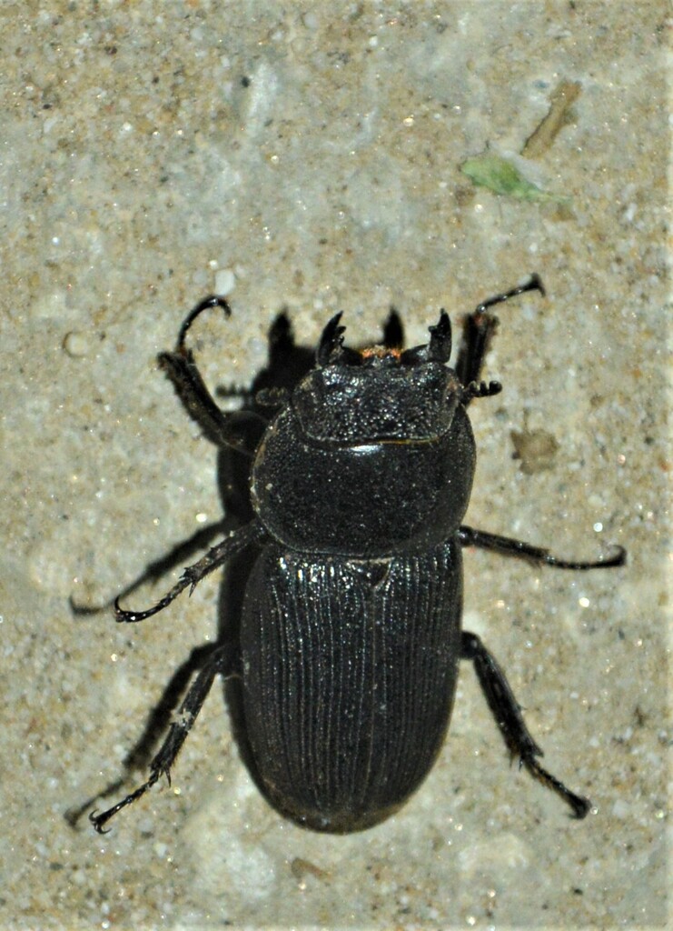 Dorcus ritsemae (Dorcus ritsemae)