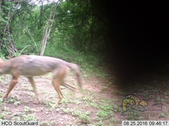 Canis latrans impavidus