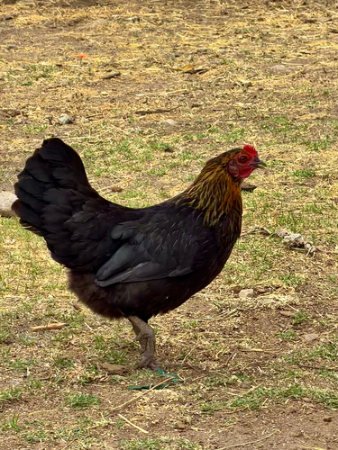 Domestic Chicken