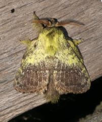 Euglyphis primola