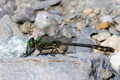 Ophiogomphus mainensis